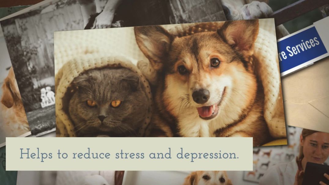 Keep Your Pets Wellness Care