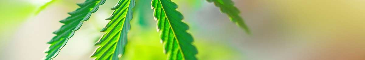 Marijuana420doctor