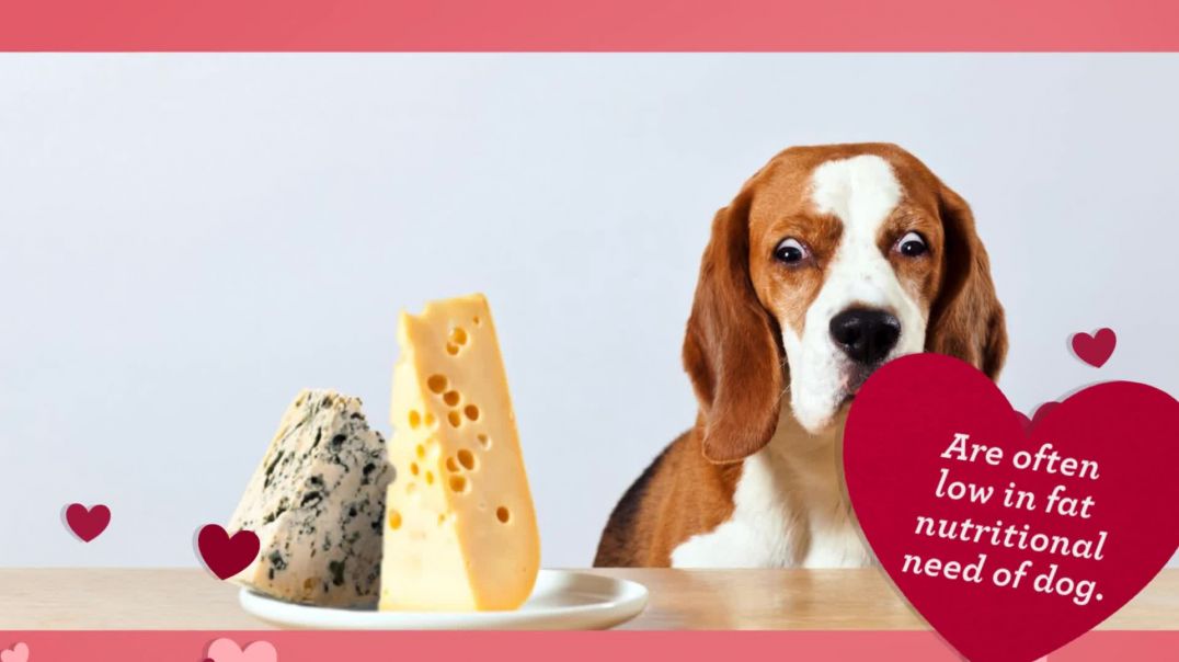 ⁣Importance of the Correct Health Care for Your Dog