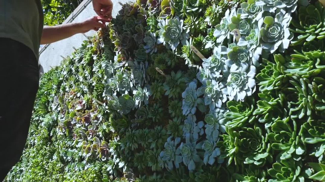 Orange County Plant Wall Experts - California Plant Walls