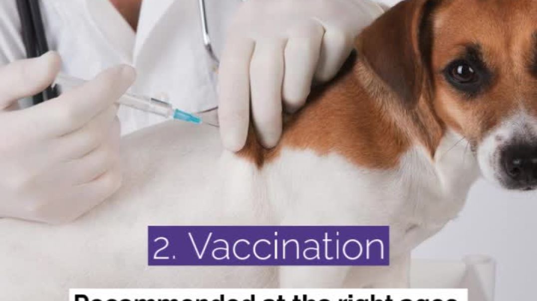 Get Affordable and Convenient Vet Care
