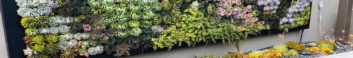 California Plant Walls