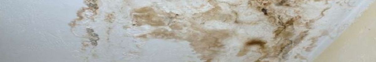 Modesto Mold Removal & Remediation California