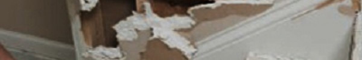 All US Mold Removal Tampa FL