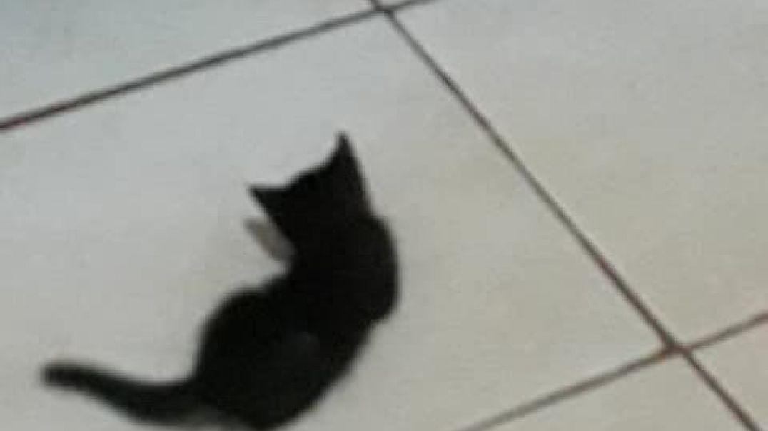 Kitten playing