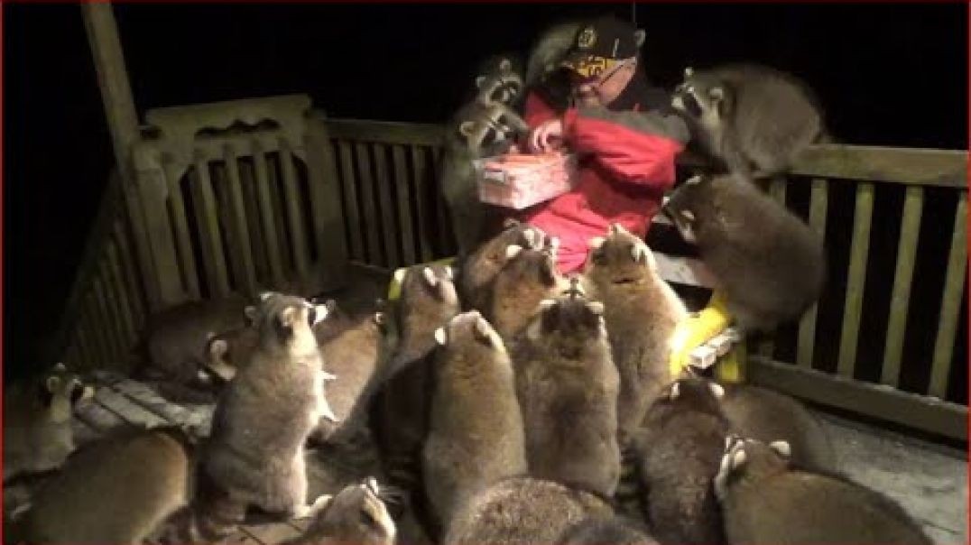 ⁣Mobbed by Raccoons!