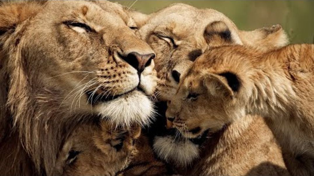 ⁣The Strongest LION PRIDE in Luangwa Valley - National Geographic Documentary 2020 (Full HD 1080)