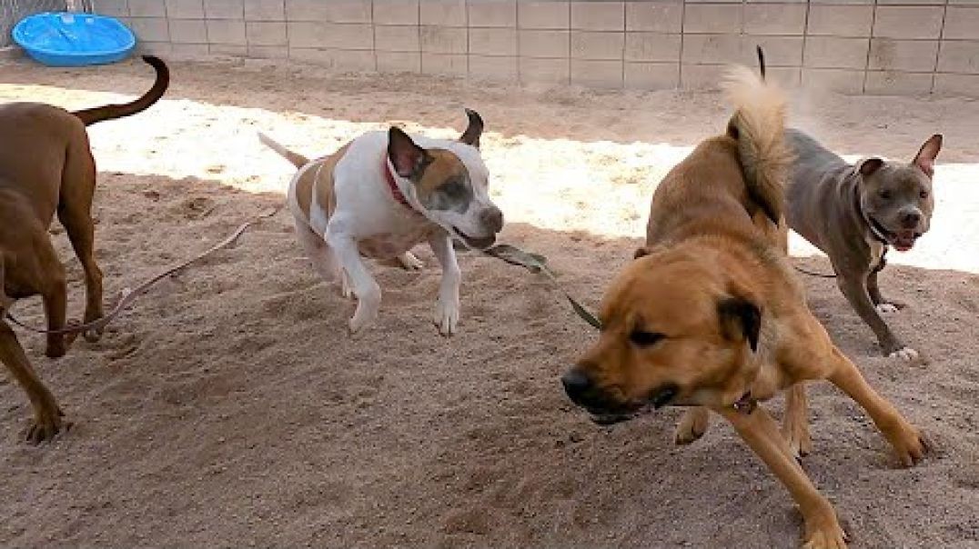 ⁣Dogs Playing!