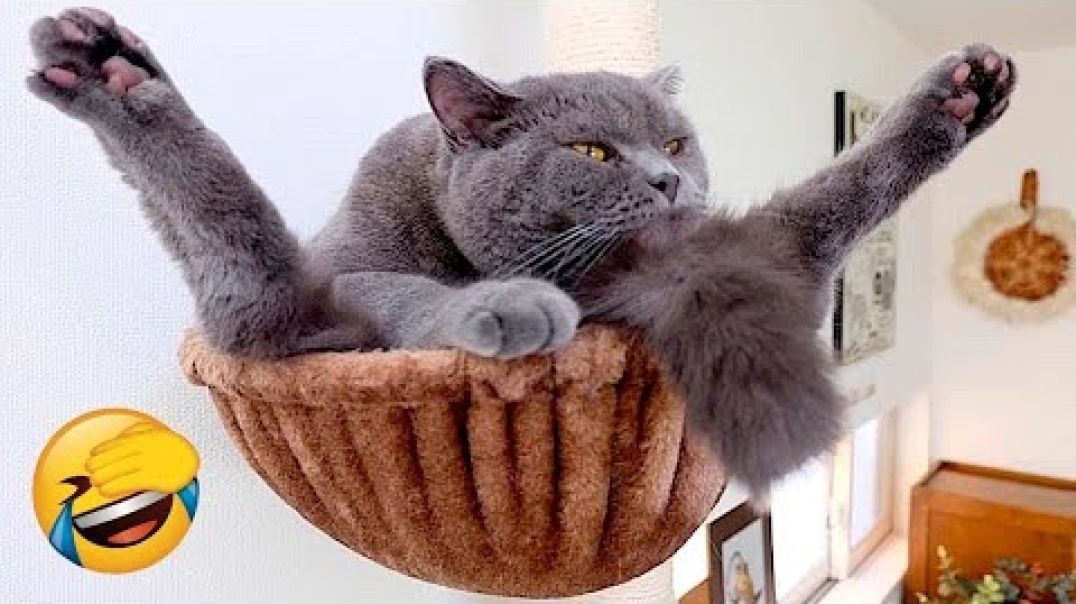 ⁣Funny Animal Videos 2022 ? - Best Dogs And Cats Videos ??