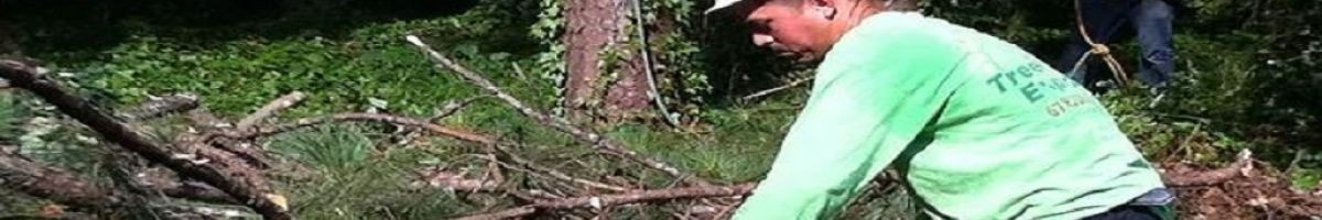 Certified Tree Experts