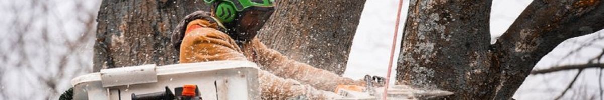Vanderkooi Tree | Tree Service, Arborist, Stump Removal