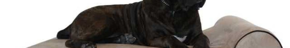 Bully Beds