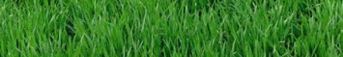 Lawn Doctor of South Oklahoma City-Norman 