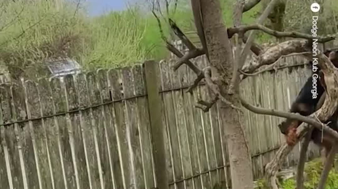 ⁣A Rottweiler climbs a tree