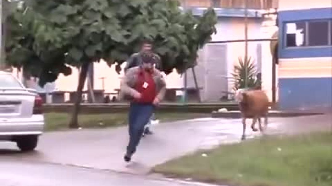 ⁣Crazy Goat Terrorizing People In Brazil