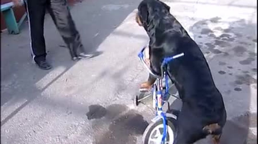 ⁣Rottweiler on a bicycle