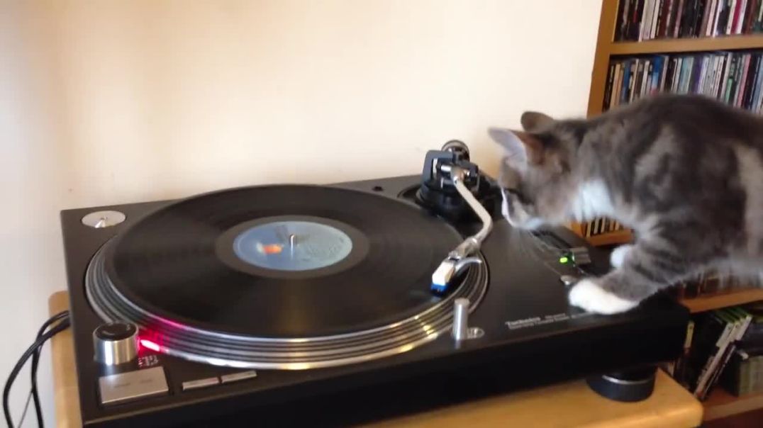 ⁣Vinyl Cat
