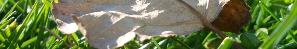 Premier Landscape Management