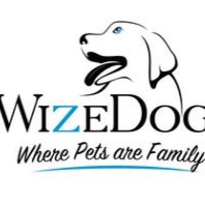 WizeDogs Labradors and Positive Dog Training Academy