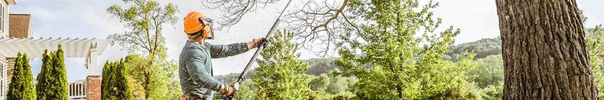 Branch Management Tree Service