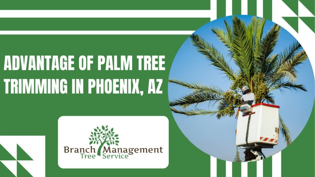 Efficient Palm Tree Trimming Service