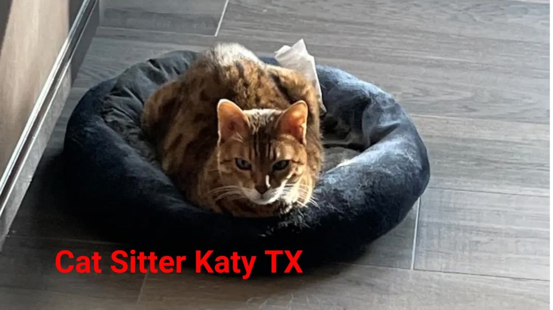⁣A Pet Lover's Sitting Service - Professional Cat Sitter Service in Katy, TX
