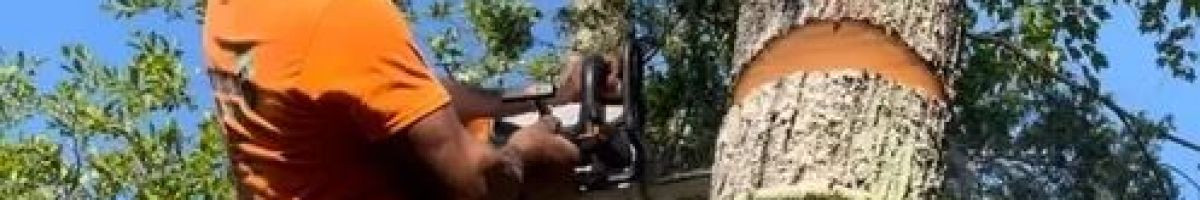 Team Gale Tree Service 