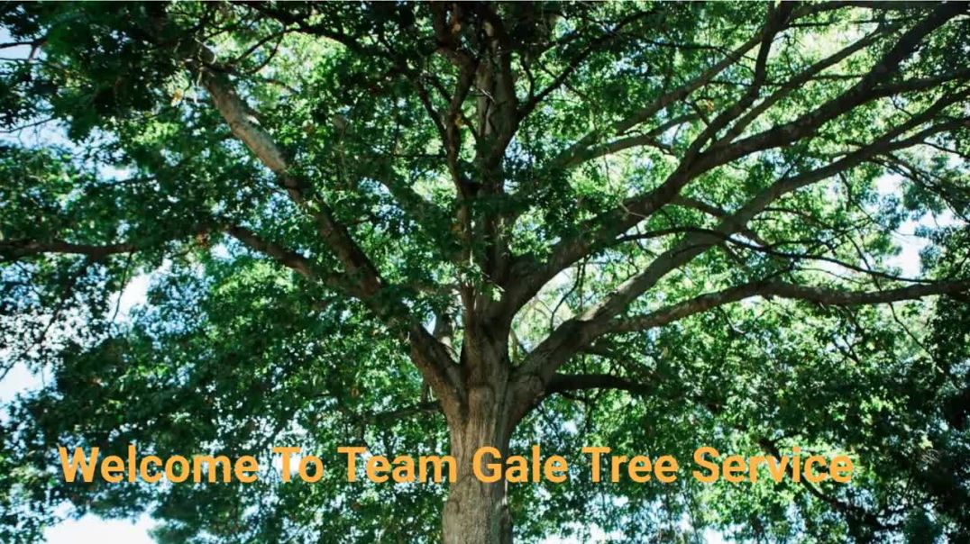 ⁣Team Gale Tree Service in Cinnaminson, NJ