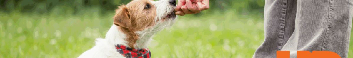 University of Dog 