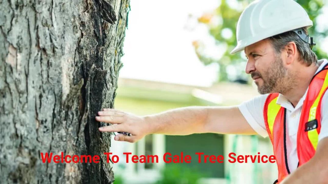 ⁣Team Gale Tree Service - Professional Tree Removal in Riverside, NJ