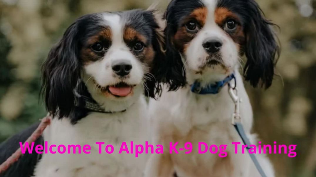 ⁣Alpha K-9 Dog Training in Honolulu, HI