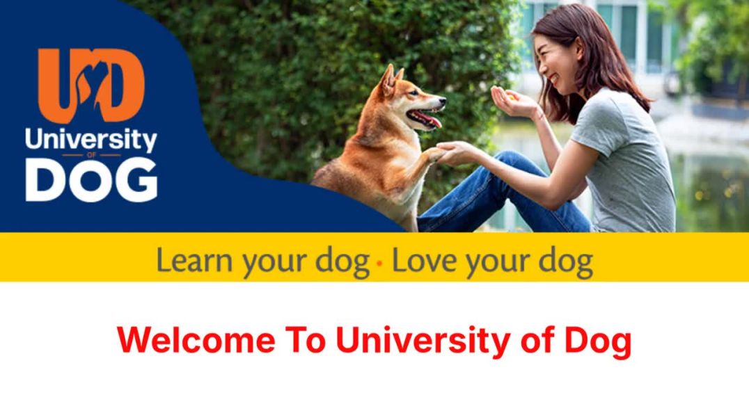 ⁣University of Dog Training in Harbeson, DE