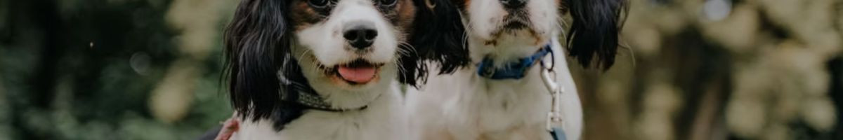 Alpha K-9 Dog Training 