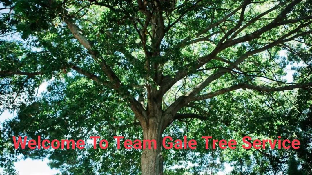 ⁣Team Gale Tree Trimming Service in Riverside, NJ | 08075