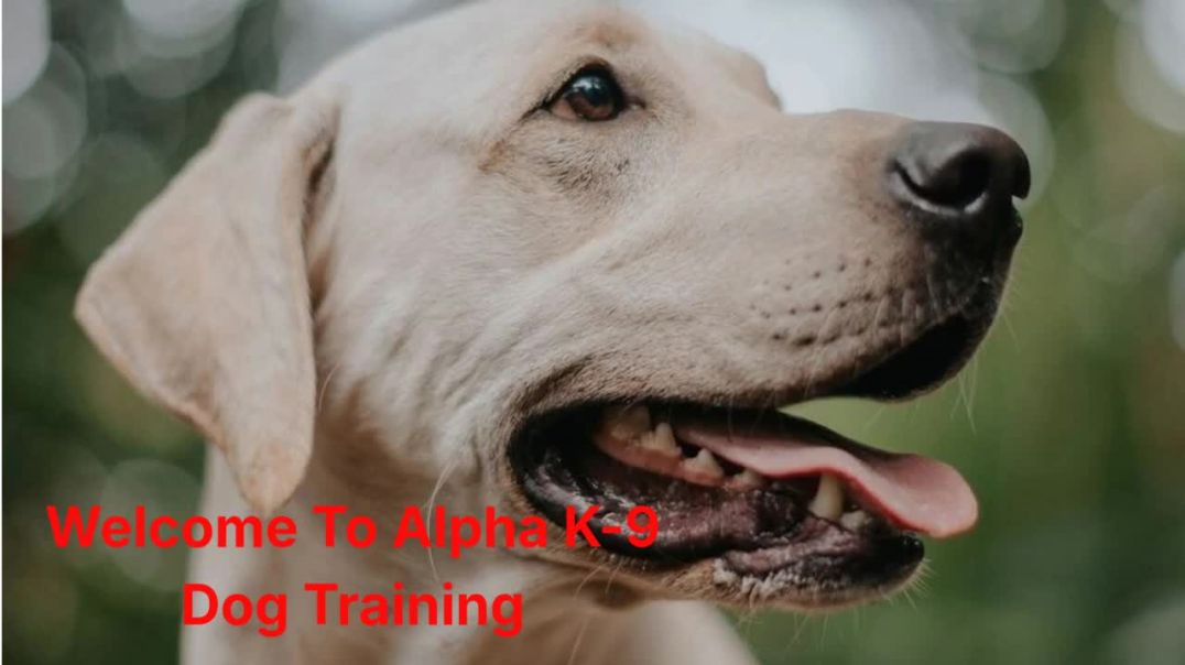 Alpha K-9 Private Dog Training in Honolulu