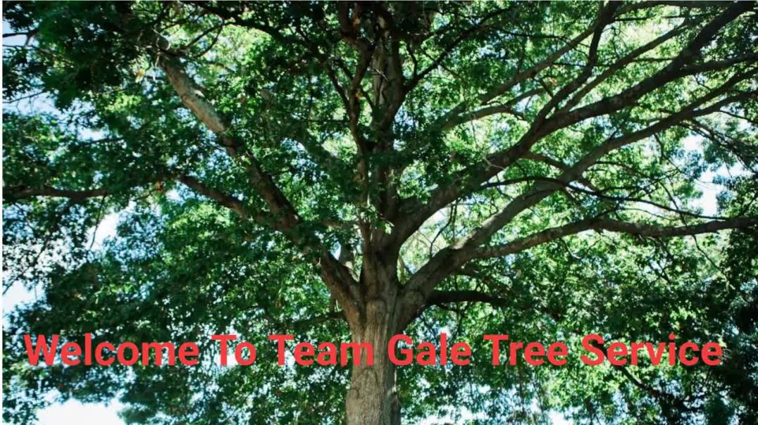 ⁣Team Gale Tree Service - Affordable Tree Company in Riverside, NJ