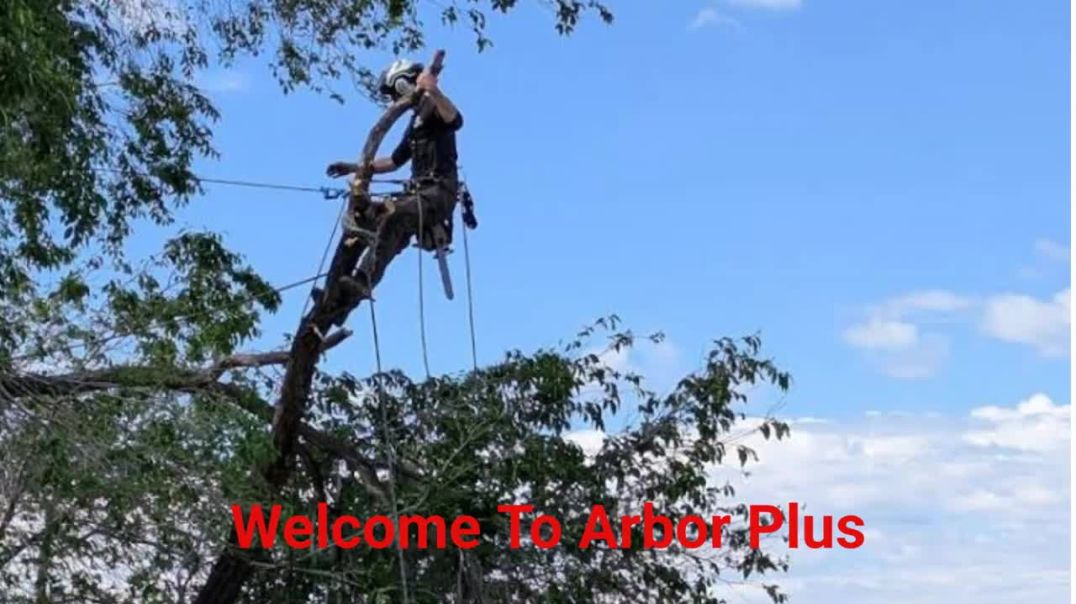 ⁣Arbor Plus - Top-Rated Tree Removal in Salt Lake City, UT