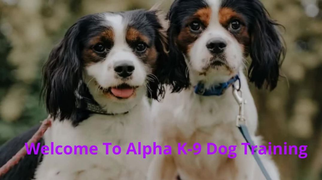 ⁣Alpha K-9 Affordable Dog Training in Honolulu, HI