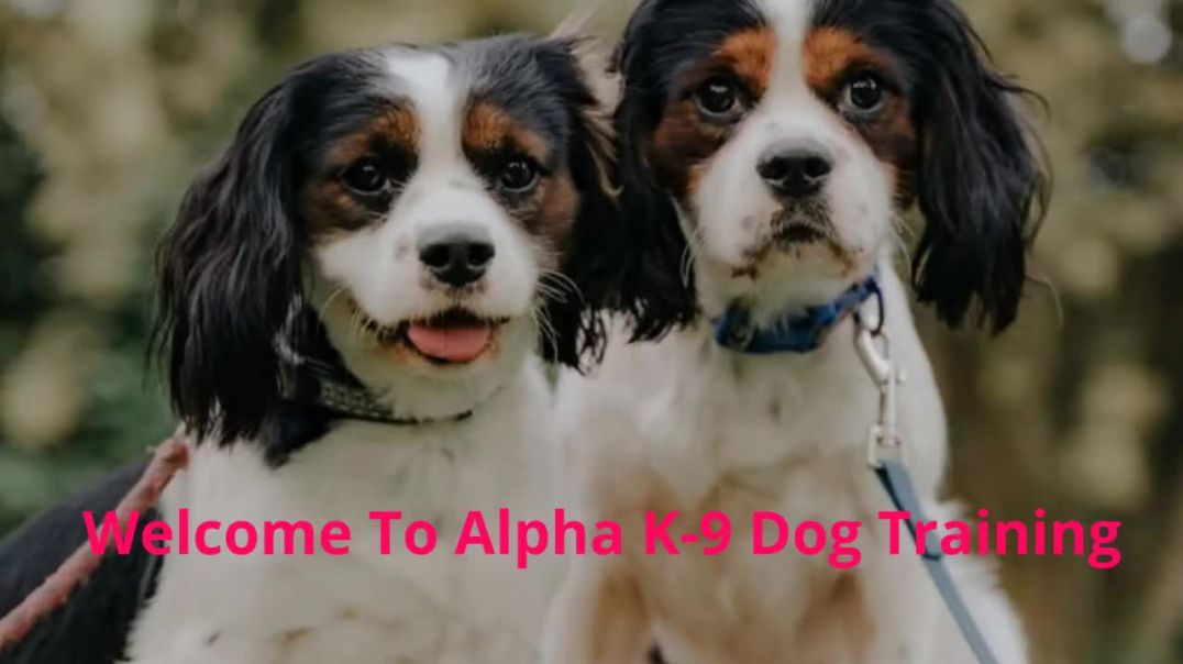 ⁣Alpha K-9 Dog Training Services in Honolulu, HI