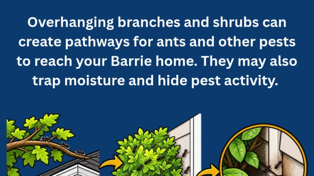 ⁣Yard Maintenance to Prevent Pests in Barrie