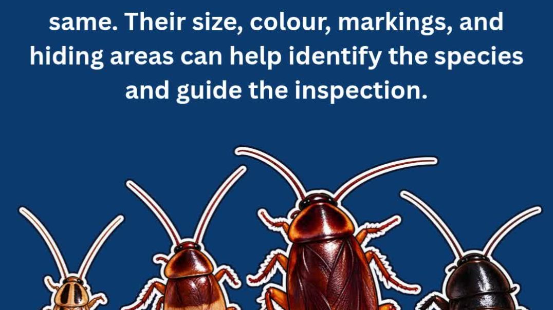 ⁣Types of Cockroaches in Canada