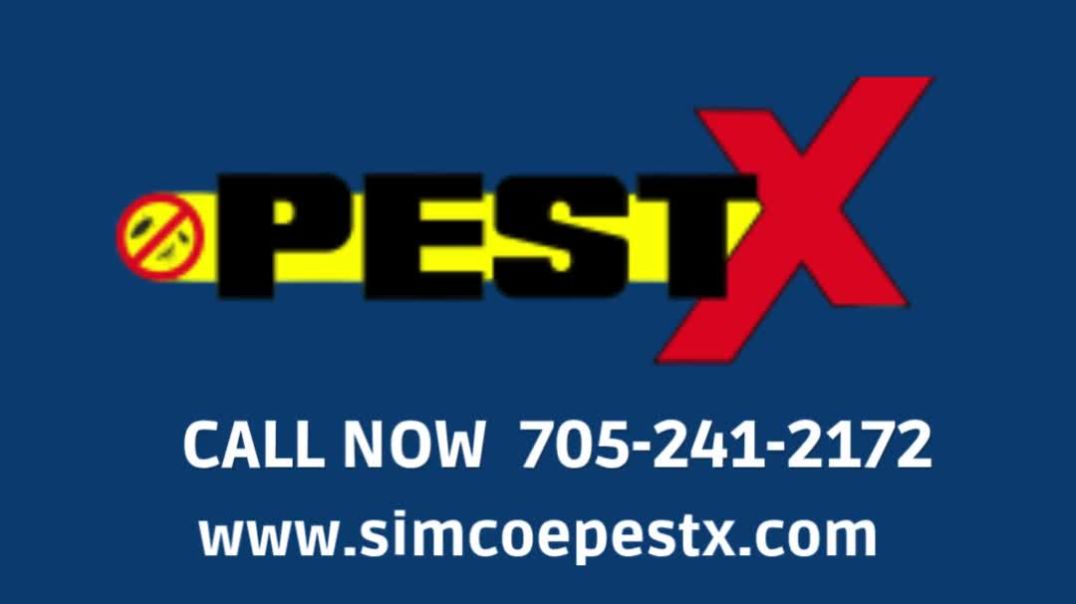 ⁣Pest Control Safety Guide for Barrie Homes